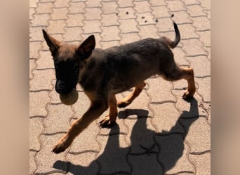 Clyde, süßer, verspielter Malinois Welpe geb. 05/2026