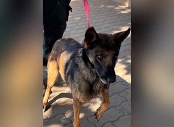 Nina, ruhige, zurückhaltende Malinois Hündin geb. 04/2017