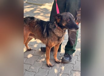 Nina, ruhige, zurückhaltende Malinois Hündin geb. 04/2017