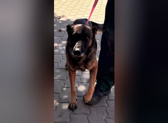 Nina, ruhige, zurückhaltende Malinois Hündin geb. 04/2017