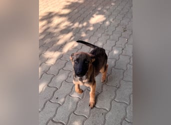 Bonnie, süßes Malinois Welpenmädchen geb. 05/2026