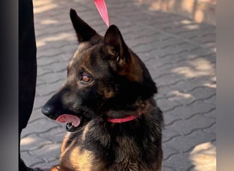 Nina, ruhige, zurückhaltende Malinois Hündin geb. 04/2017