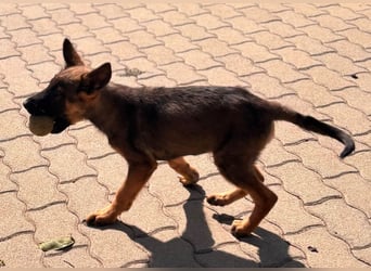 Clyde, süßer, verspielter Malinois Welpe geb. 05/2026