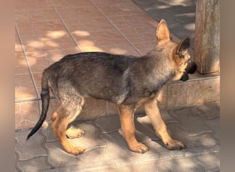 Clyde, süßer, verspielter Malinois Welpe geb. 05/2026