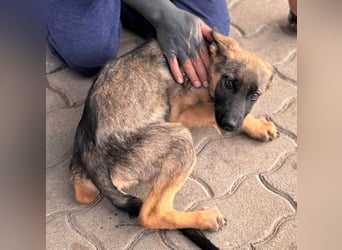Bonnie, süßes Malinois Welpenmädchen geb. 05/2026