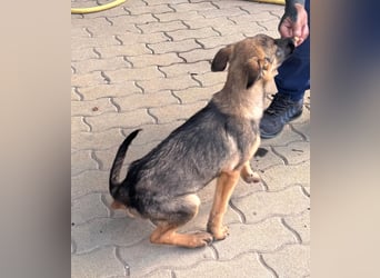 Bonnie, süßes Malinois Welpenmädchen geb. 05/2026