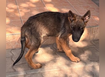 Clyde, süßer, verspielter Malinois Welpe geb. 05/2026