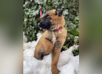BERNARD - Malinois-Bub sucht seine Menschen