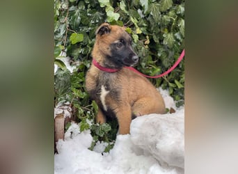 BETSY - Malinois-Mädchen sucht ihre Menschen