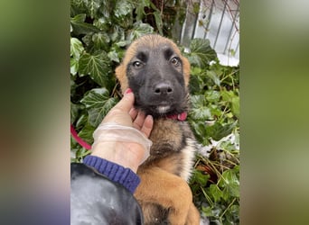 BETSY - Malinois-Mädchen sucht ihre Menschen