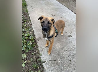 MARK - Malinois-Bub sucht seine Menschen