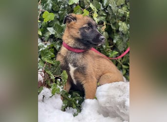 BETSY - Malinois-Mädchen sucht ihre Menschen