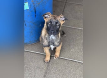 BETSY - Malinois-Mädchen sucht ihre Menschen