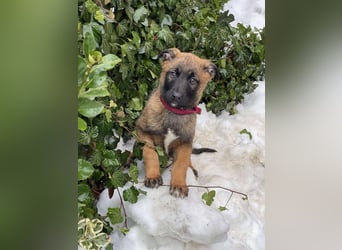 BETSY - Malinois-Mädchen sucht ihre Menschen