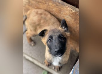 BERNARD - Malinois-Bub sucht seine Menschen