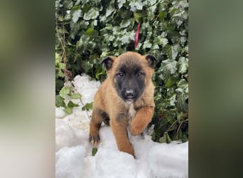 BERNARD - Malinois-Bub sucht seine Menschen