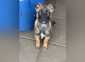 BETSY - Malinois-Mädchen sucht ihre Menschen