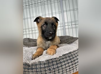 BETSY - Malinois-Mädchen sucht ihre Menschen