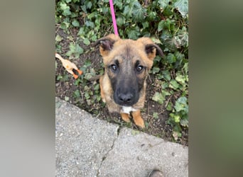 MARK - Malinois-Bub sucht seine Menschen