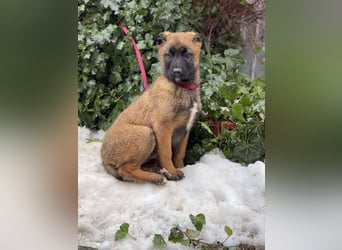 BETSY - Malinois-Mädchen sucht ihre Menschen
