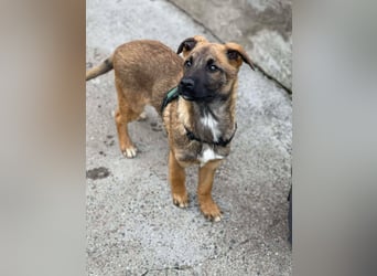 MARK - Malinois-Bub sucht seine Menschen