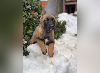 BETSY - Malinois-Mädchen sucht ihre Menschen