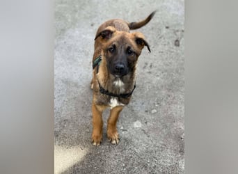 MARK - Malinois-Bub sucht seine Menschen