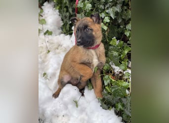 BERNARD - Malinois-Bub sucht seine Menschen