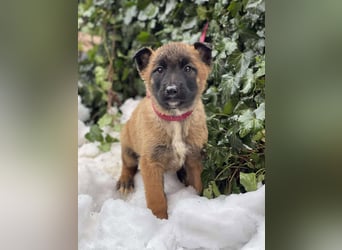 BERNARD - Malinois-Bub sucht seine Menschen