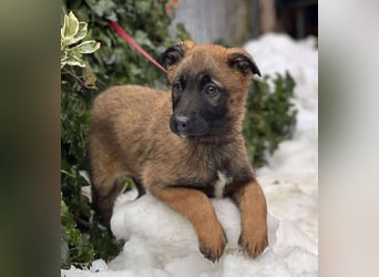 BETSY - Malinois-Mädchen sucht ihre Menschen