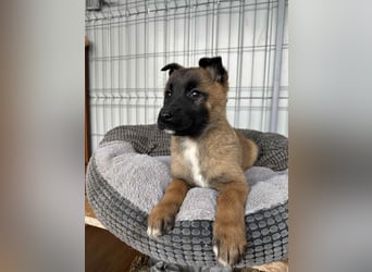 BERNARD - Malinois-Bub sucht seine Menschen