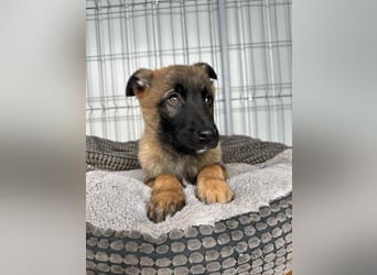BETSY - Malinois-Mädchen sucht ihre Menschen