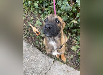 MARK - Malinois-Bub sucht seine Menschen