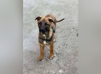 MARK - Malinois-Bub sucht seine Menschen