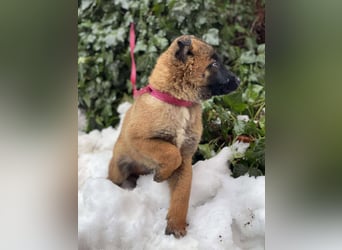 BERNARD - Malinois-Bub sucht seine Menschen