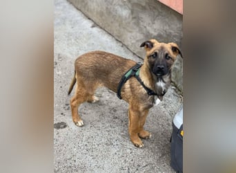 MARK - Malinois-Bub sucht seine Menschen