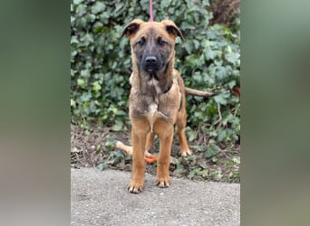 MARK - Malinois-Bub sucht seine Menschen
