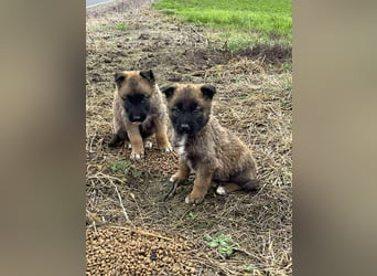 BERNARD - Malinois-Bub sucht seine Menschen