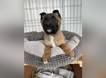 BERNARD - Malinois-Bub sucht seine Menschen