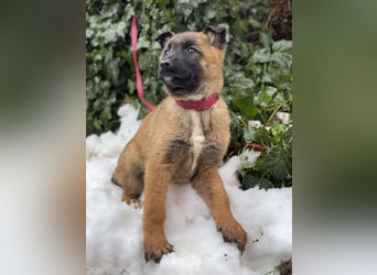 BERNARD - Malinois-Bub sucht seine Menschen
