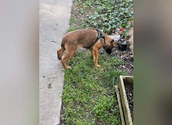 MARK - Malinois-Bub sucht seine Menschen