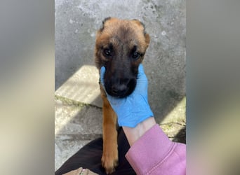 MARK - Malinois-Bub sucht seine Menschen