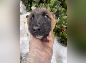 BERNARD - Malinois-Bub sucht seine Menschen