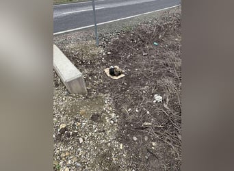 BERNARD - Malinois-Bub sucht seine Menschen