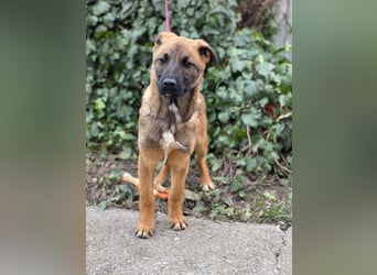 MARK - Malinois-Bub sucht seine Menschen