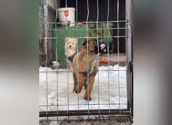 BETSY - Malinois-Mädchen sucht ihre Menschen