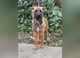 MARK - Malinois-Bub sucht seine Menschen