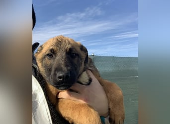 MARK - Malinois-Bub sucht seine Menschen