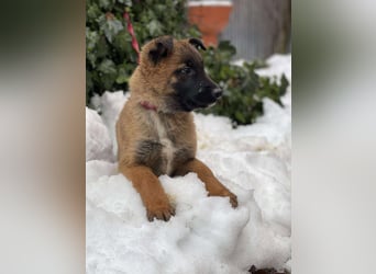 BERNARD - Malinois-Bub sucht seine Menschen
