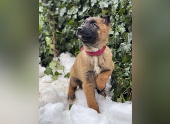BERNARD - Malinois-Bub sucht seine Menschen